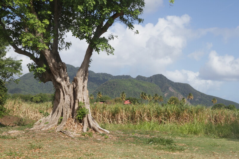 Guadeloupe white agricultural rum – the traditions and rationale behind their ABV at bottling