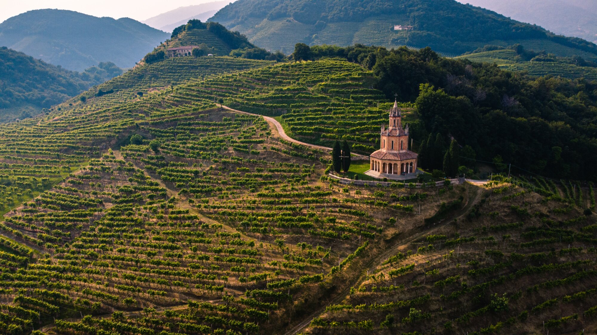 Landscape picture of Veneto with vines on hills