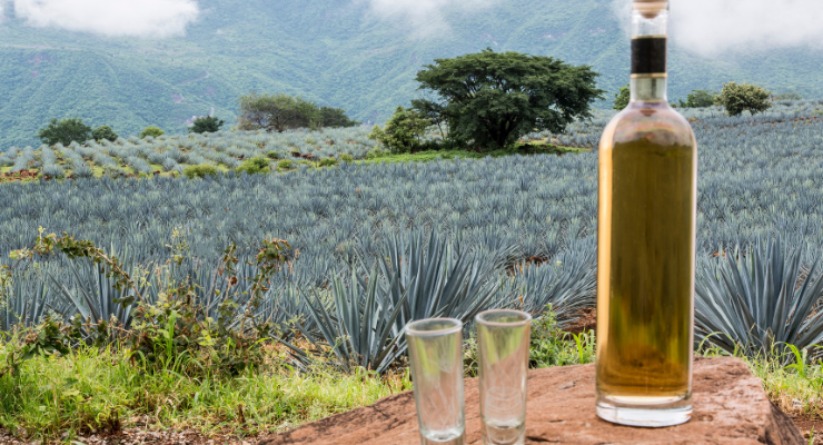 El auge de los espirituosos de agave: una historia de amor global