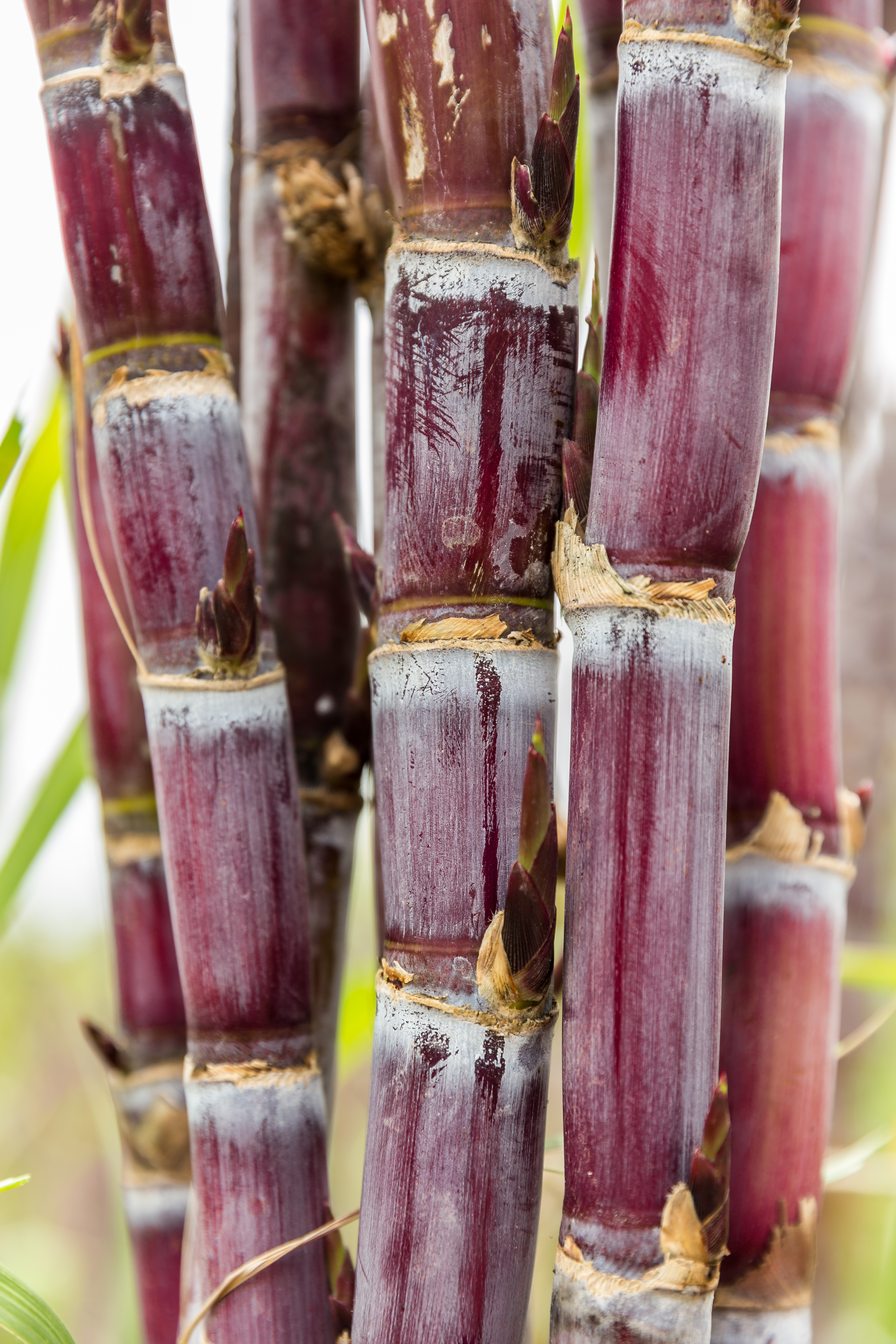 Purple sugar cane grown in Madeira