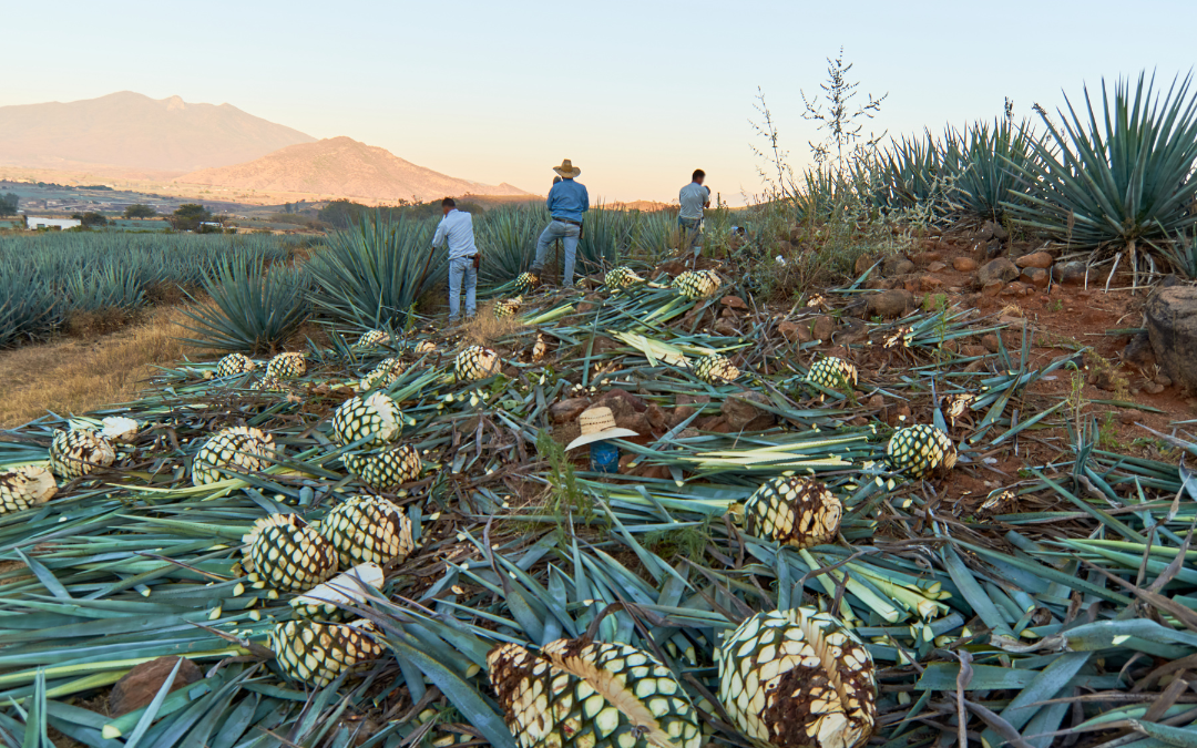 Por qué es importante comprender el verdadero valor del tequila 100% agave en Europa
