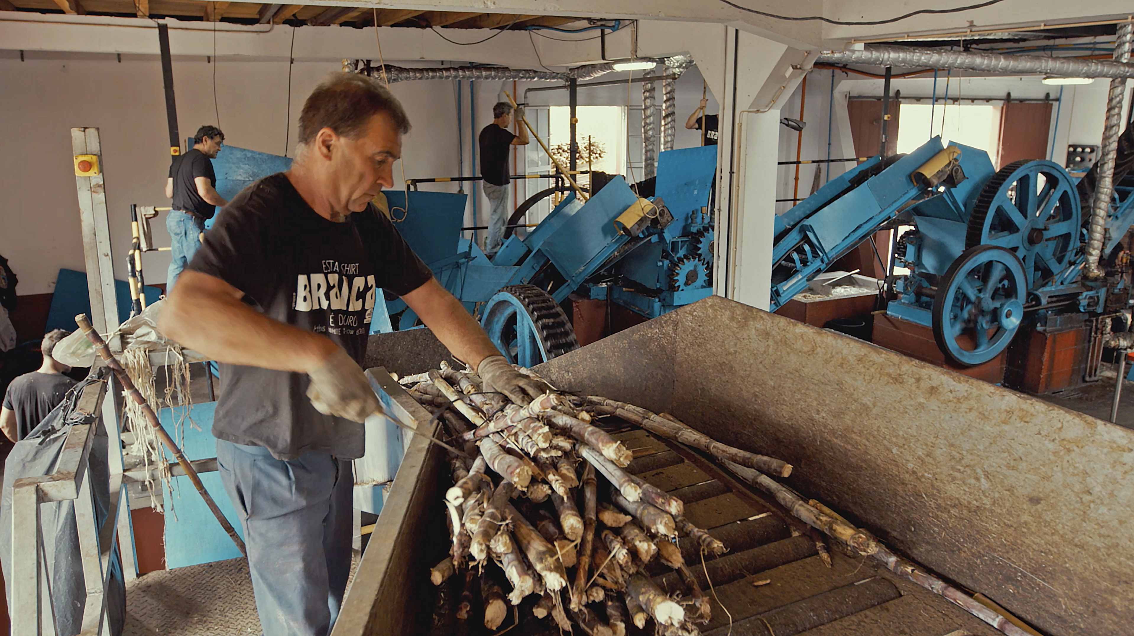 Sugar cane processing at Engenhos do Norte
